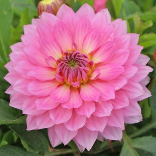 Dahlia hortensis 'Lubega® XL Pink' - Aeddaalia 'Lubega® XL Pink' P9/0,55L